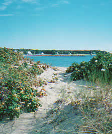 Beach rose line path.